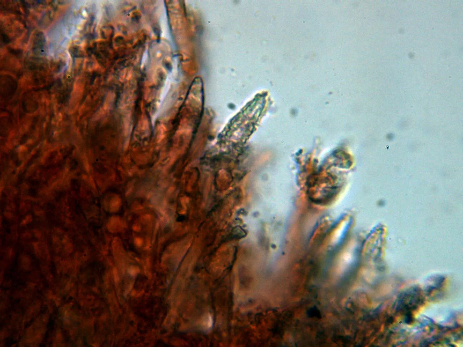 Microscopía de Peniophora proxima - 10 - Himenio 3